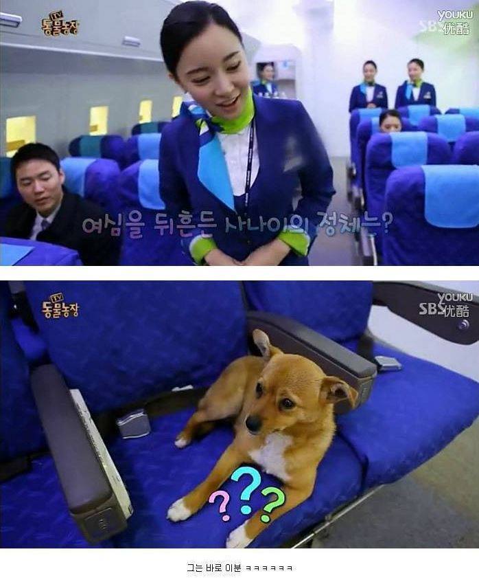 여자만 좋아하는 강아지 | 인스티즈