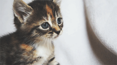 [데이터주의] 새끼 동물들 .GIF | 인스티즈