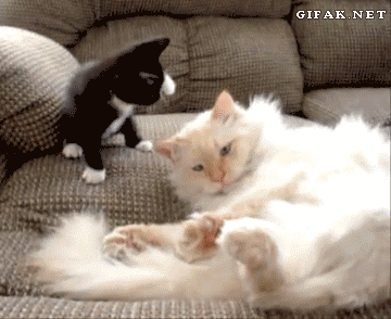 까불다 혼나는 냥이.gif | 인스티즈