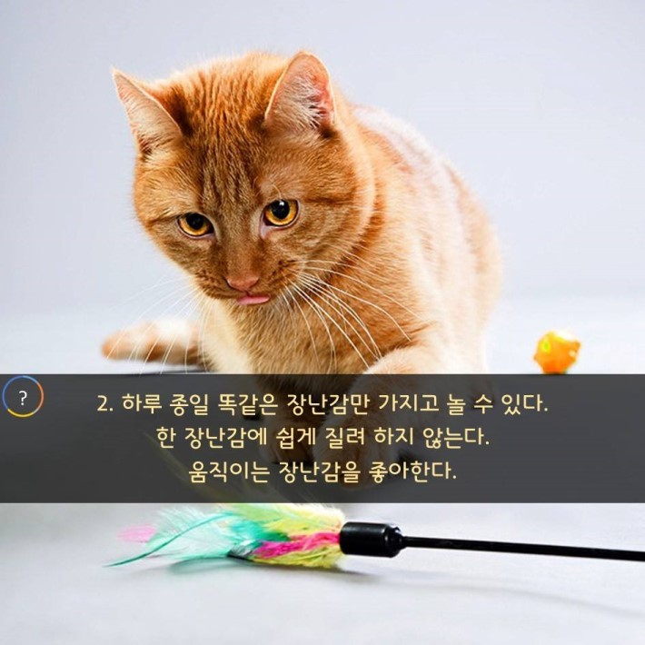 야옹이를 대하는 예의 | 인스티즈