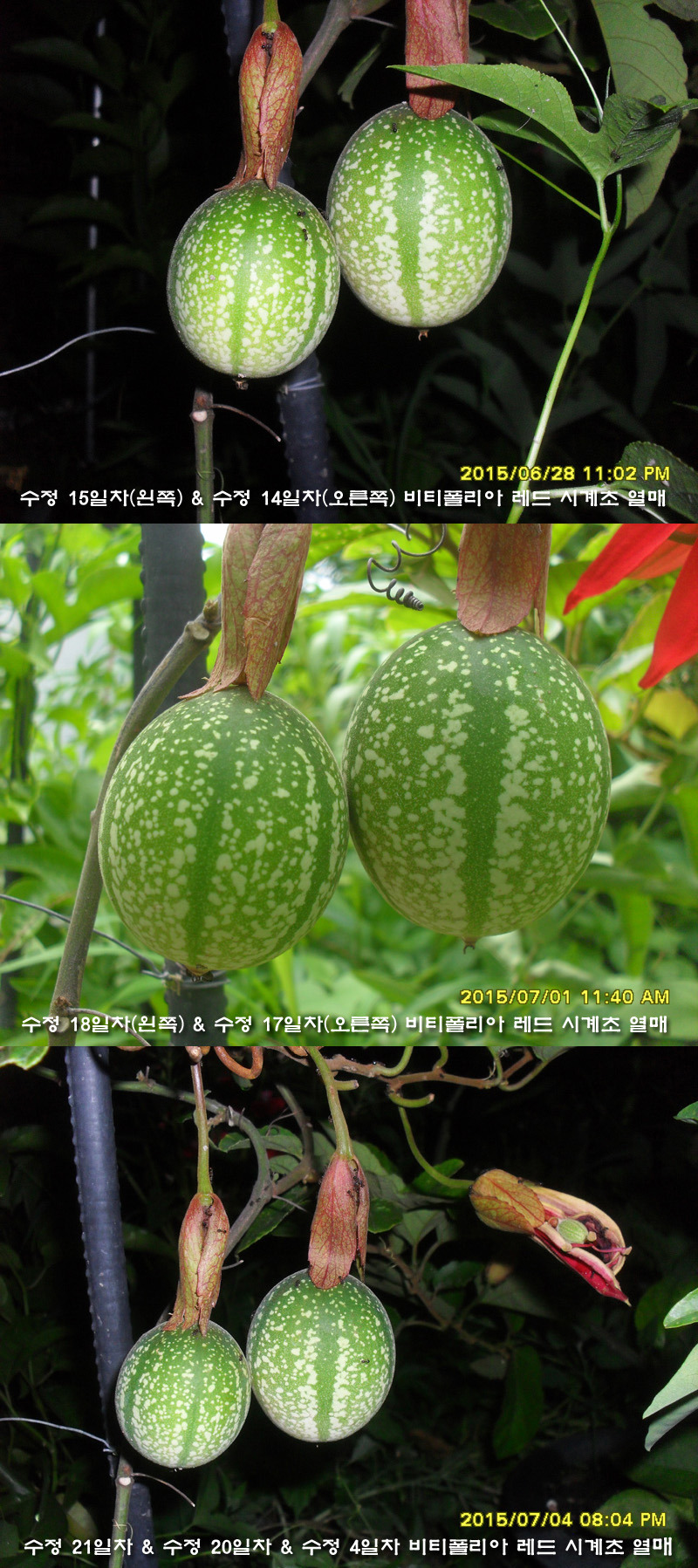 비티 이미지
