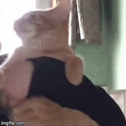 락싸인에게 뽀뽀 받아서 놀란 고양이.gif | 인스티즈