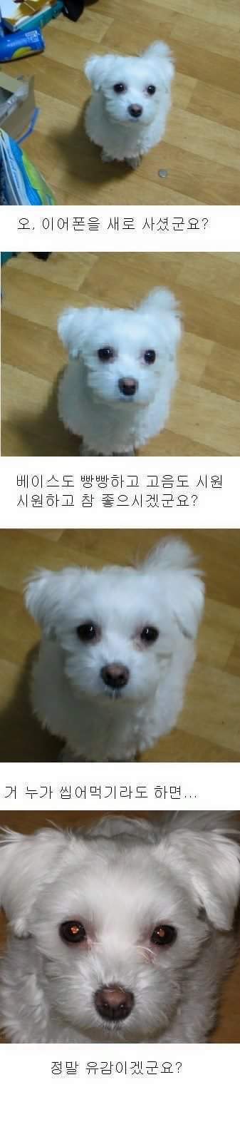 강아지를 기르는 사람은 아는 공포 | 인스티즈