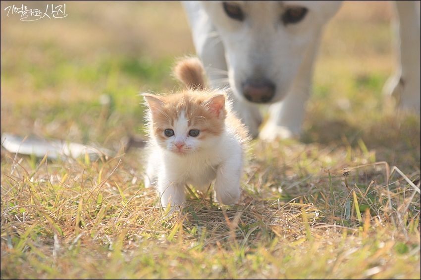 디씨에서 난리났던 마당에서 찍은 새끼 고양이 jpg | 인스티즈