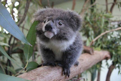 코알라.jpgif | 인스티즈