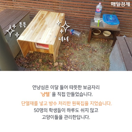 캠퍼스 고양이의 따뜻한 겨울나기 | 인스티즈