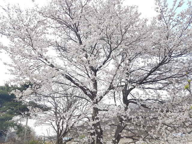 벚꽃한우 이미지