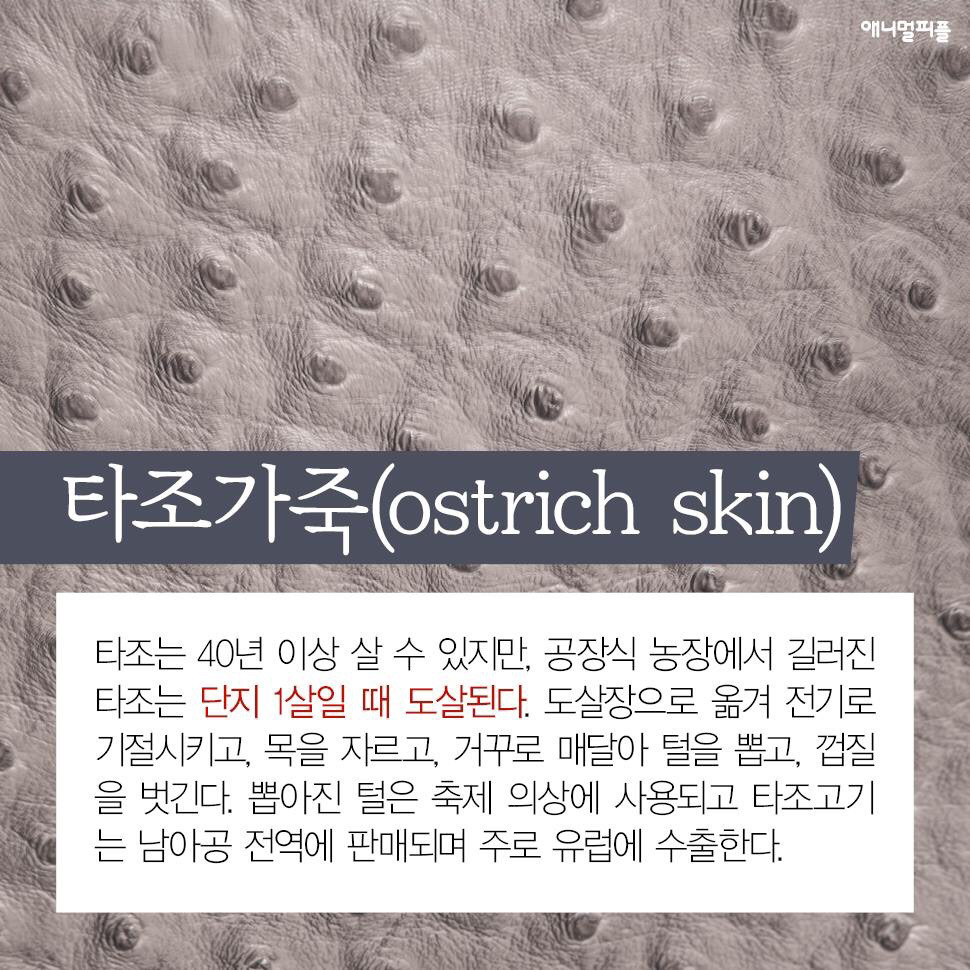 ??? : 아니 ㅅㅂ 말 못하는 강아지를 왜 때려...무슨 죄가 있다고... | 인스티즈