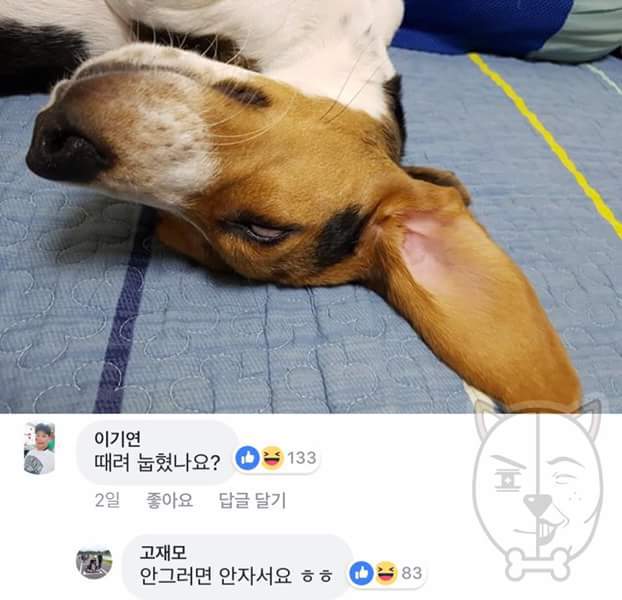 비글이 실험견으로 쓰여서 입양한 주인.. | 인스티즈