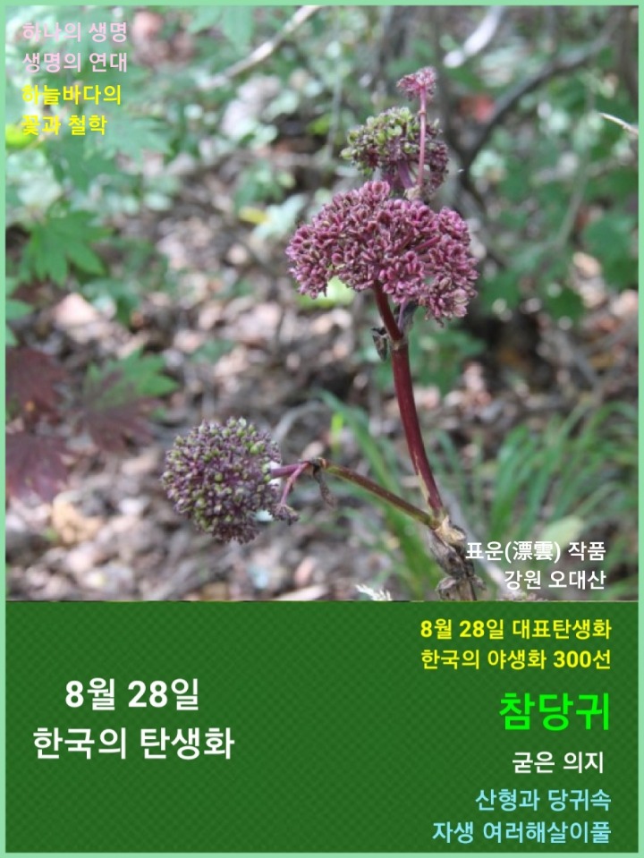 당귀사랑 이미지