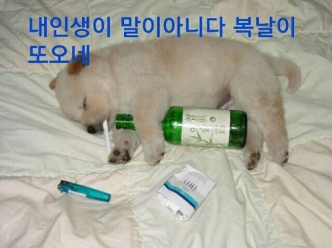 복 이미지