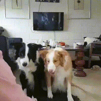 사진 찍을 때는 포즈.gif | 인스티즈
