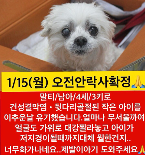 곧 안락사될 아이들 많아 보고가줘ㅠㅠㅠ공유라도 제발.. | 인스티즈