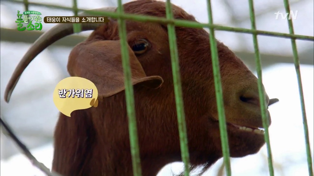 [풀뜯어먹는소리] 닭에서 시작해 소까지 살 수 있게 된 중딩농부 태웅.jpg | 인스티즈