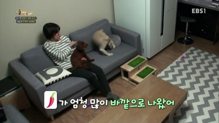 [세나개] 시도때도 없이 마운팅하고 똥을 먹는 두부의 문제 행동 고치기 -1.jpg | 인스티즈