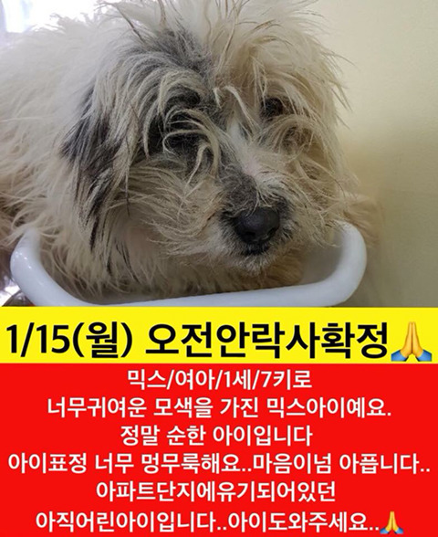 곧 안락사될 아이들 많아 보고가줘ㅠㅠㅠ공유라도 제발.. | 인스티즈
