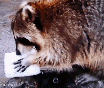 흉폭한 야생라쿤 사람 공격하는짤.GIF | 인스티즈