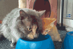 엄마한테 배우는 냥이.gif | 인스티즈
