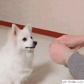 이런 개같은놈을 보았나.GIF | 인스티즈