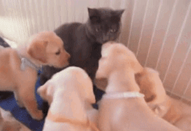 냥아치랑 댕댕이.gif | 인스티즈