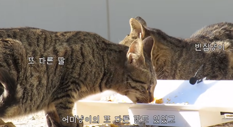 지금은 없지만 haha ha 채널에 머물렀었던 고양이들 | 인스티즈