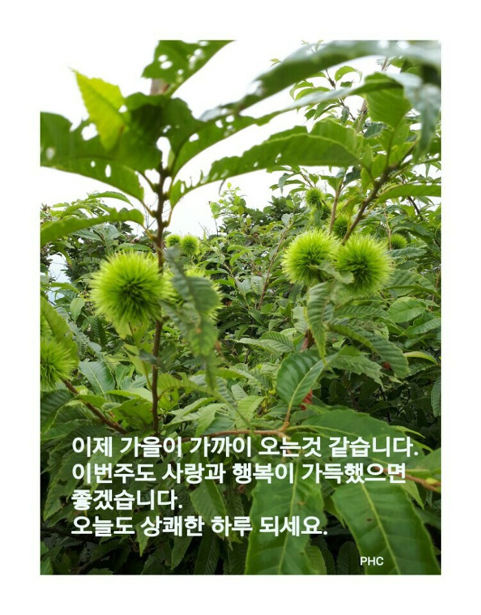 오소 이미지