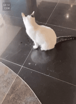 고양이 키우기 전 꼭 봐야하는 짤🐱 | 인스티즈