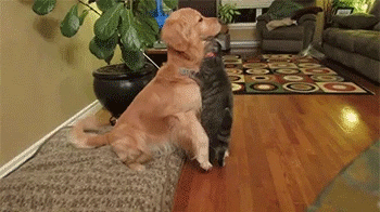 새벽에는 고양이.gif | 인스티즈