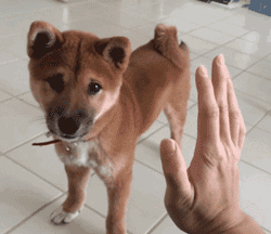 댕댕이랑 하이파이브 하기.gif | 인스티즈