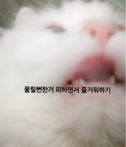 여러분이 고양이한테 하는 짓.twt | 인스티즈
