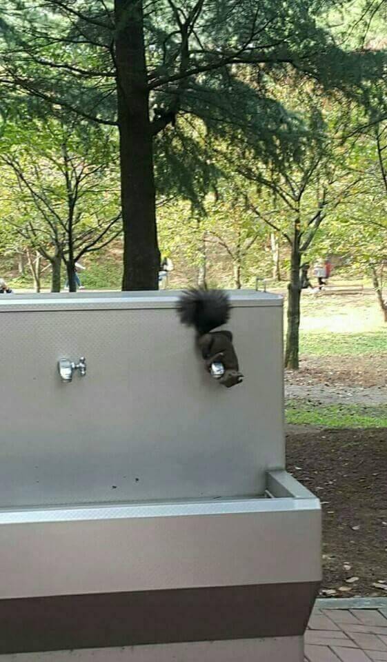 수돗가에서 스스로 물 틀어 마시는 청설모 | 인스티즈