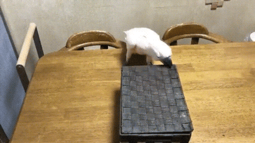 빈정상한 앵무새ㅋㅋㅋㅋㅋㅋㅋㅋㅋㅋㅋㅋㅋㅋㅋ.gif | 인스티즈