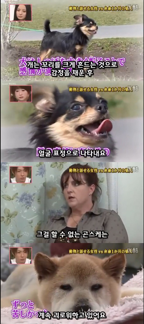 사고로 하반신 마비가되자 주인에게 비참하게 버림받은 시바견 사연 (애니멀 커뮤니케이터 하이디) | 인스티즈