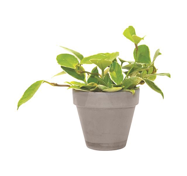 키우는 족족 죽는다구요? 수더분한 식물이 따로 있어요 | 인스티즈