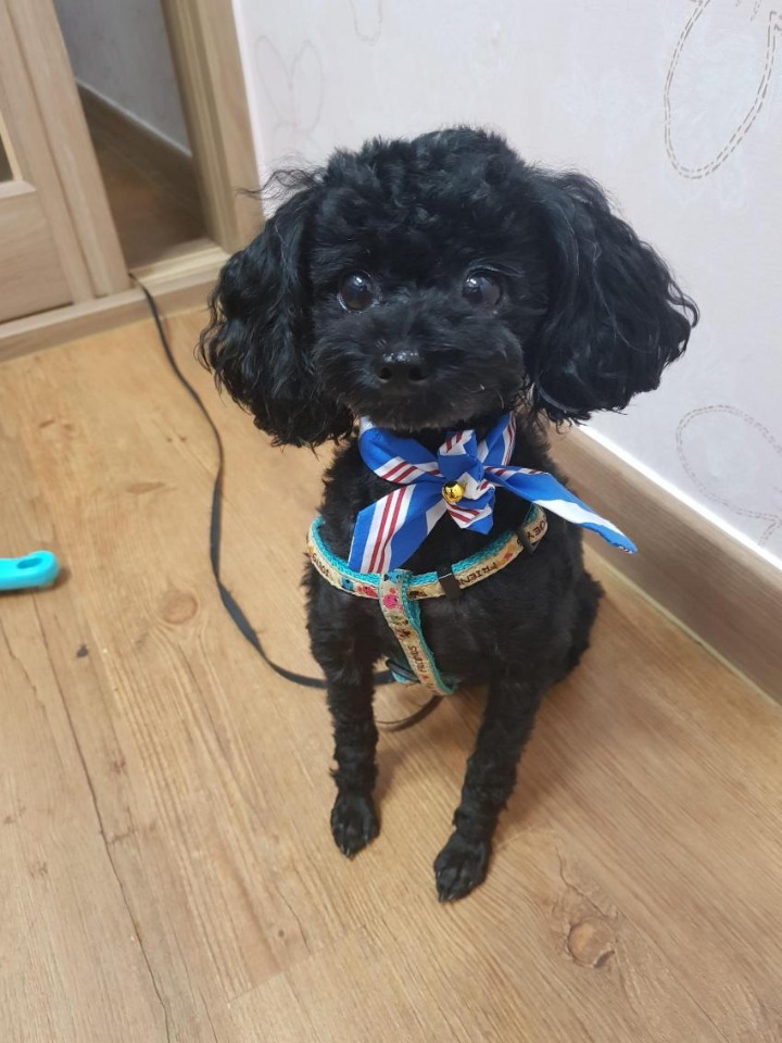 멍갤에 올라온 사람이였으면 연예인 했을거라는 강아지.jpgif | 인스티즈