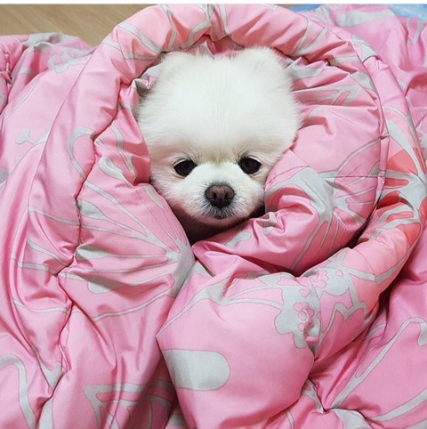 웬만한 일반인들보다 기부 많이 하고다니는 것 같은 달리 | 인스티즈