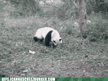 팬더 🐼 굴러다니는 게시물 | 인스티즈