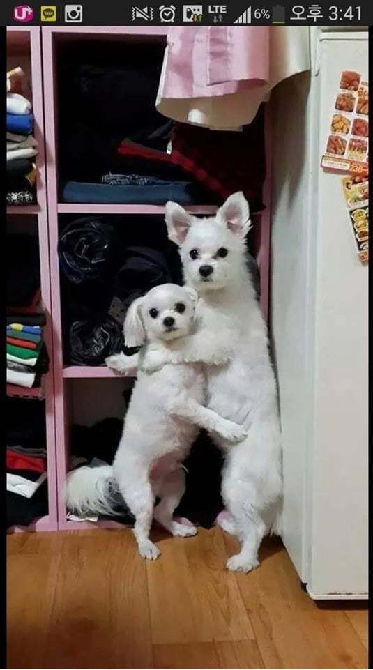강아지 두마리를 혼냈더니....jpg | 인스티즈