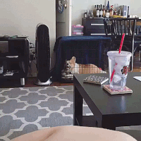 왜 이러는지 모르겠는 강아지들.jpgif | 인스티즈