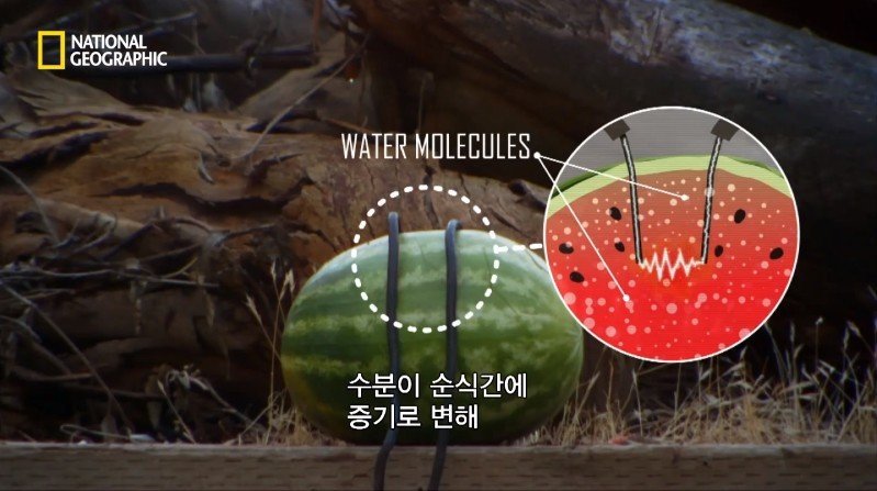수박 안에 1만 볼트를 내보내면 생기는 일 | 인스티즈