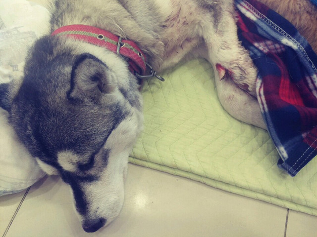 강아지 구조했는데 다시 죽을위기에 쳐해졌습니다.-사진 주의 | 인스티즈