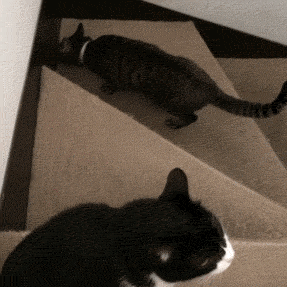 냥아치랑 댕댕이.gif | 인스티즈