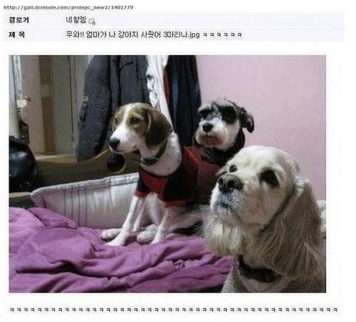 3대 대표 천사견 | 인스티즈