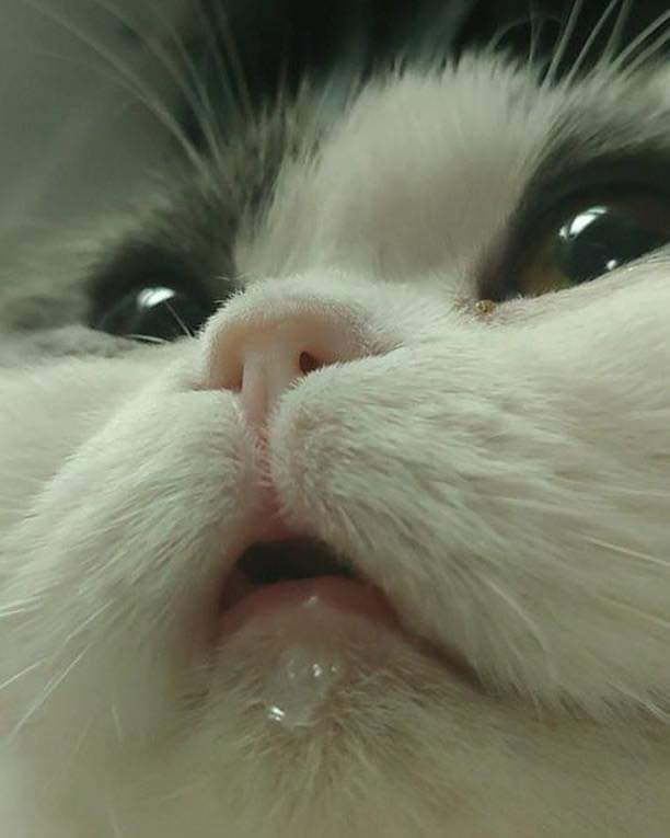 물만 먹으면 티를 내는 고양이.jpg | 인스티즈