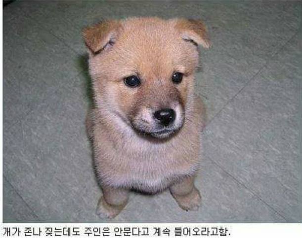 강아지 키우는 친구 집가면 항상 듣는 말 | 인스티즈