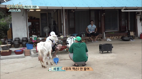 [삼시세끼] 처음 본 잭슨 때문에 놀라서 귱집사 팔 꼬옥 붙드는 고양이 쿵이.gif | 인스티즈