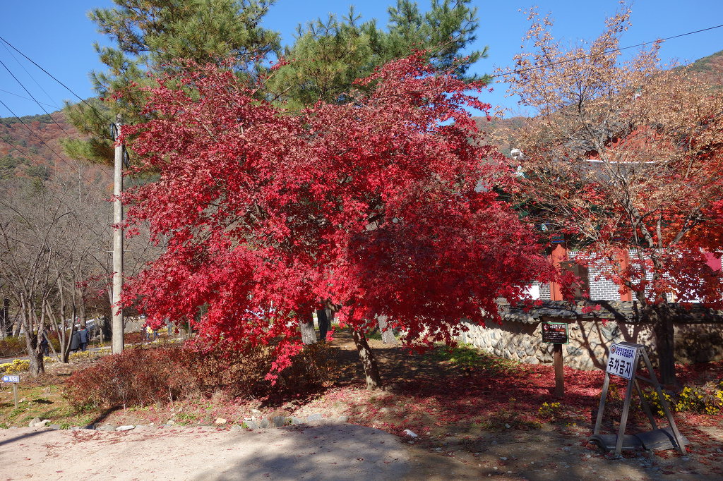 덕정초등학교 이미지