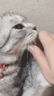 고양이 삐지게 하는 법.gif | 인스티즈