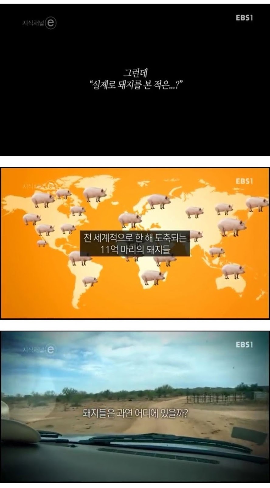 돼지에 대한 편견과 오해.jpg | 인스티즈