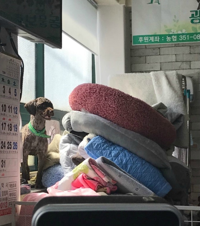 미소나무 이미지